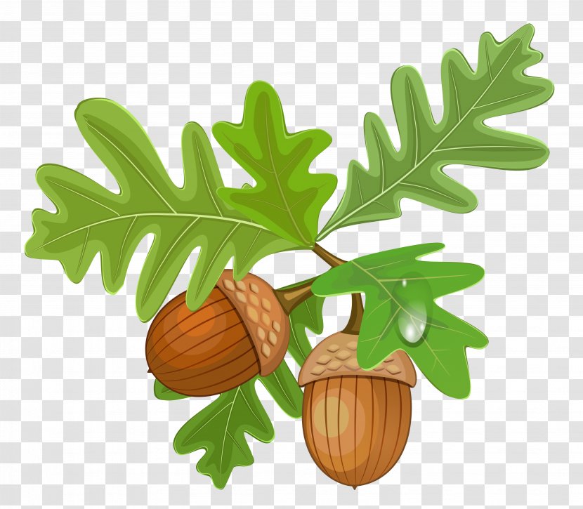 Acorn Royalty-free Clip Art - Drawing - Transparent Leaves With Acorns Transparent PNG