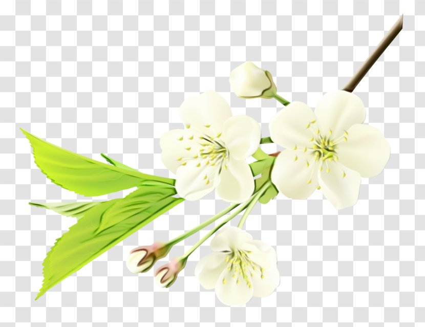 Blossom Cut Flowers ST.AU.150 MIN.V.UNC.NR AD Flowering Plant Stem - Cherries - Mock Orange Transparent PNG