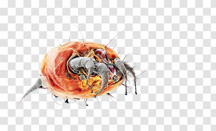 Insect Seafood Pest - Organism Transparent PNG