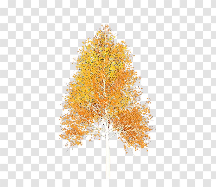 Orange - Tree - Plant Woody Transparent PNG