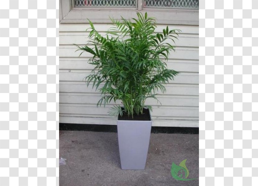 Flowerpot Chamaedorea Elegans Garden Houseplant Arecaceae - Centre Transparent PNG