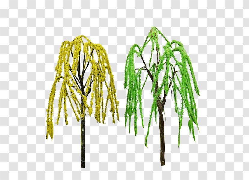 Tree Twig Plant Stem Grasses - Commodity - Willow Trees Transparent PNG