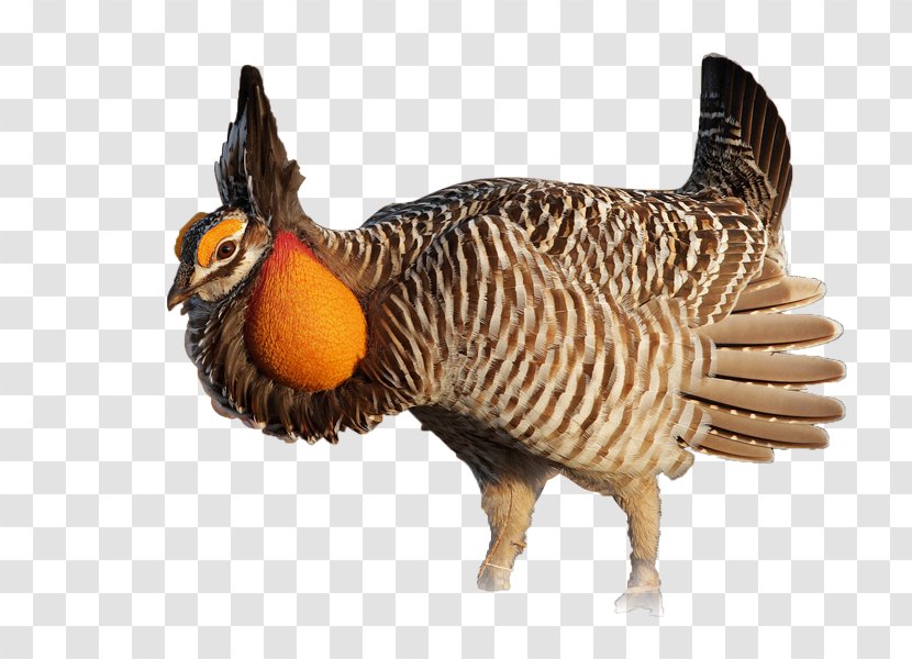 Polish Chicken Bird Grouse Greater Prairie - Wing Transparent PNG