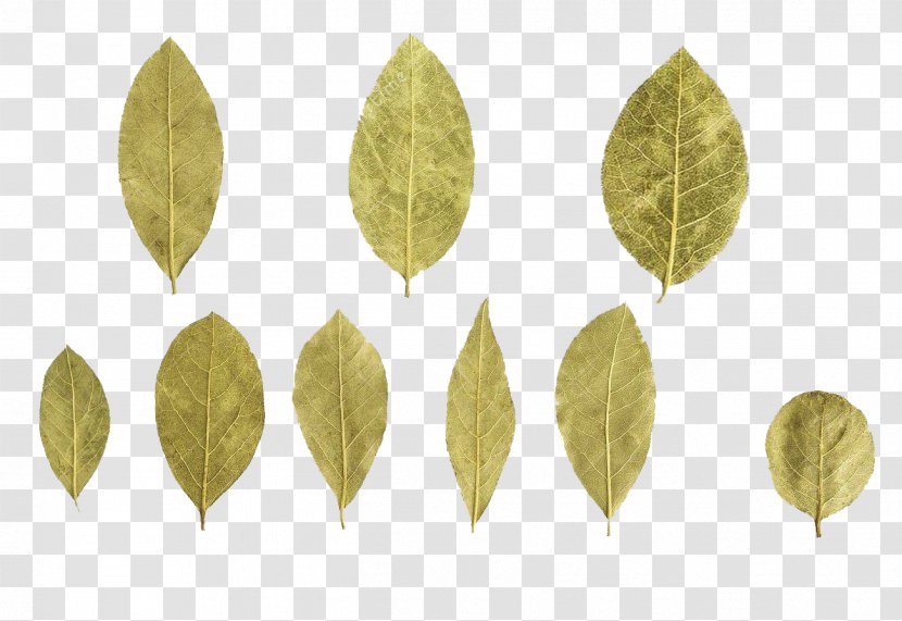 Bay Leaf Laurel - Leaves Specimens Transparent PNG