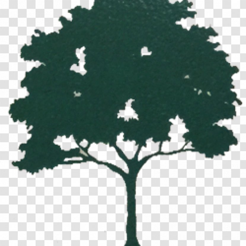 K C Tree Inc Kauri Clip Art - Forest Transparent PNG