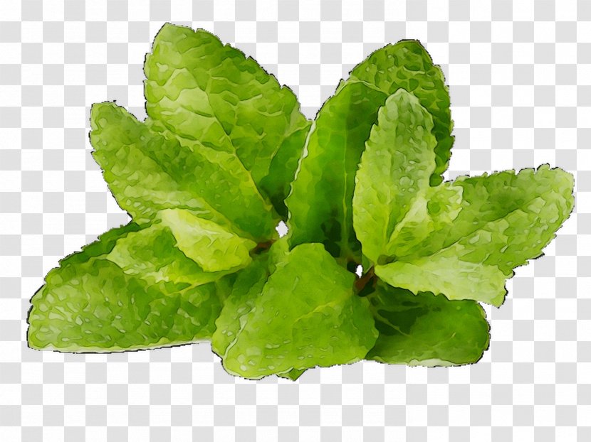 Spring Greens Herbalism Leaf - Herb - Food Transparent PNG