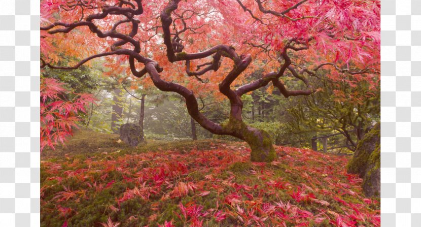Japanese Maple Acer Japonicum Tree Bonsai Garden - Flowering Plant Transparent PNG