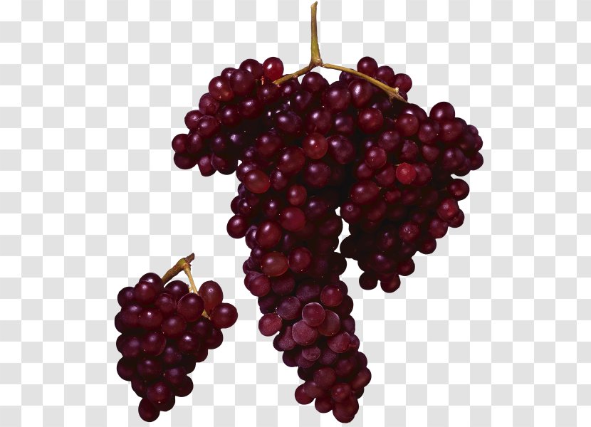 Grape Merlot Wine Juice Fruit - Vitis Transparent PNG