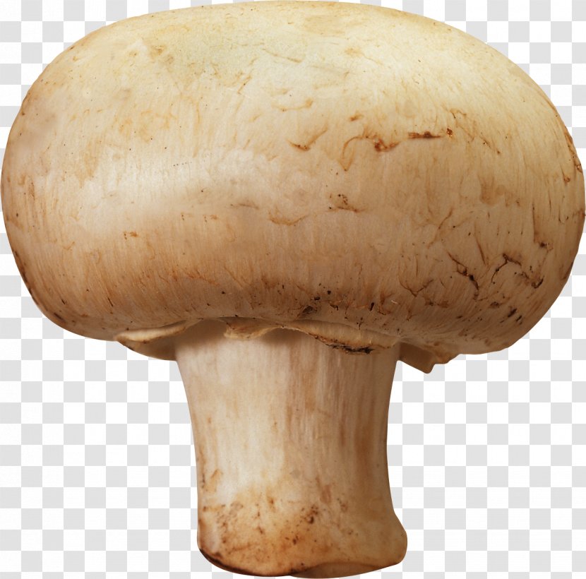 Mushroom Hunting Morchella Esculenta Fungus - Pleurotus Eryngii - Image Transparent PNG