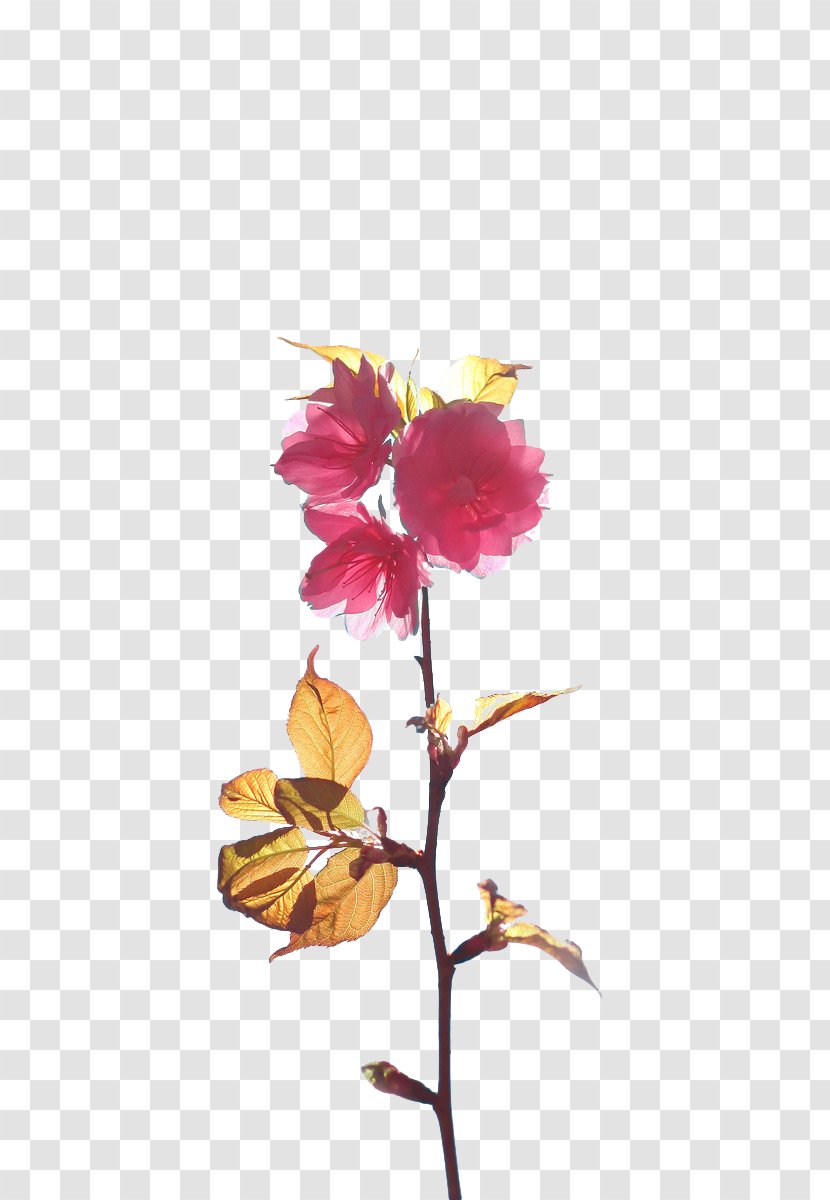 Cherry Blossom Branch Floral Design - Pink Branches Transparent PNG