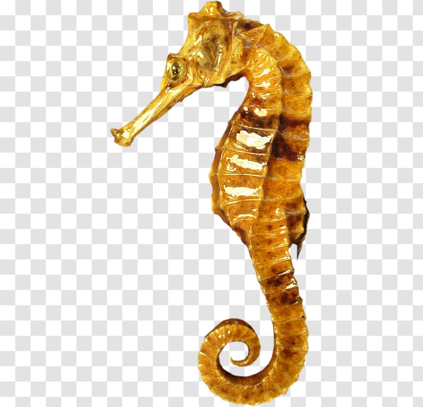 Blog Clip Art - Seahorse - 海洋 Transparent PNG