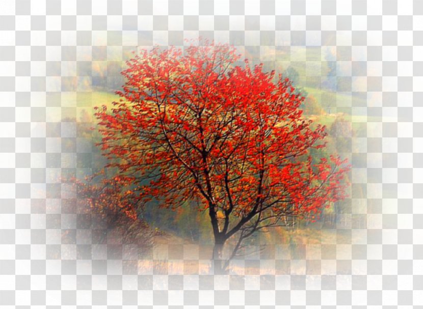 Photographer Photography Autumn Nature - Illustrator Transparent PNG