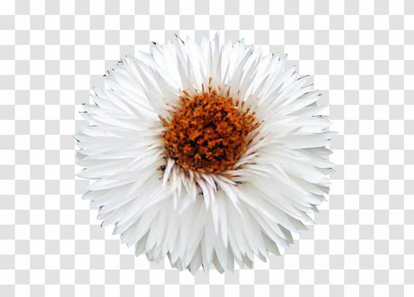 Chrysanthemum White Icon - Designer - Picture Material Transparent PNG