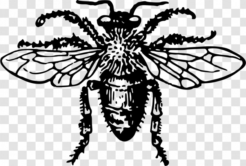 Western Honey Bee Insect Clip Art Transparent PNG