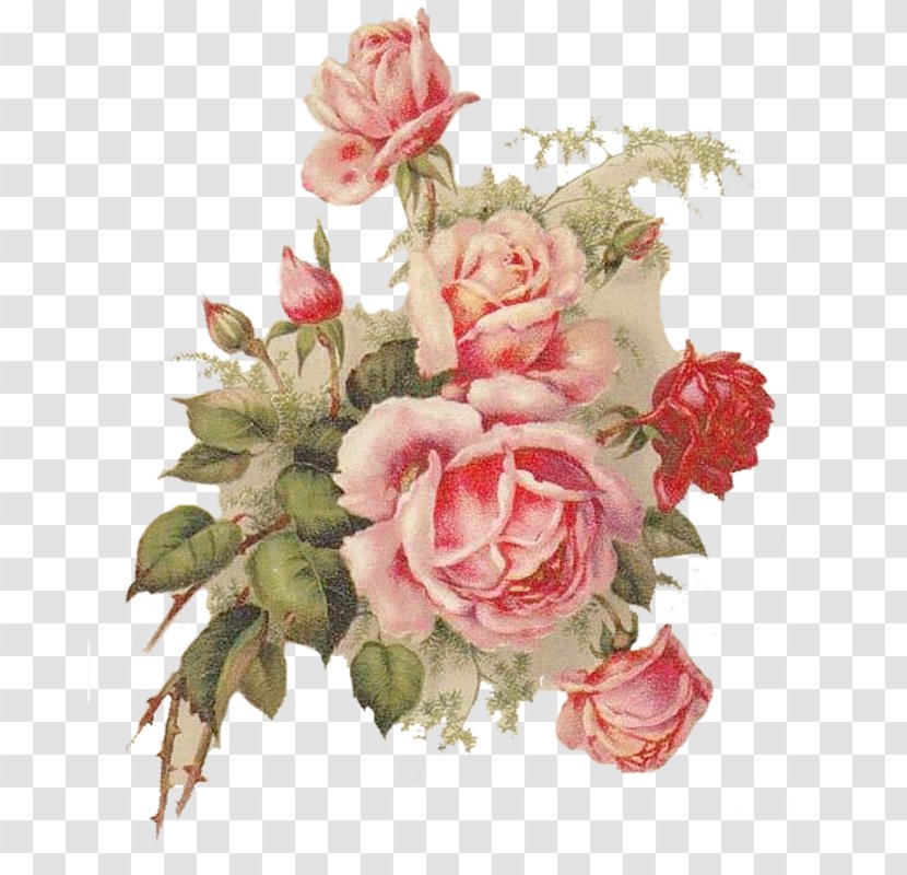 Garden Roses Cabbage Rose Cut Flowers Floral Design - Flowering Plant - Flower Transparent PNG