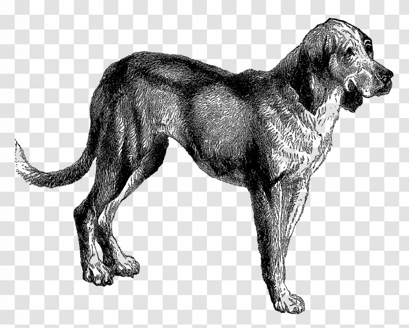 Dog Breed Bloodhound Dalmatian Puppy Bluetick Coonhound Transparent PNG