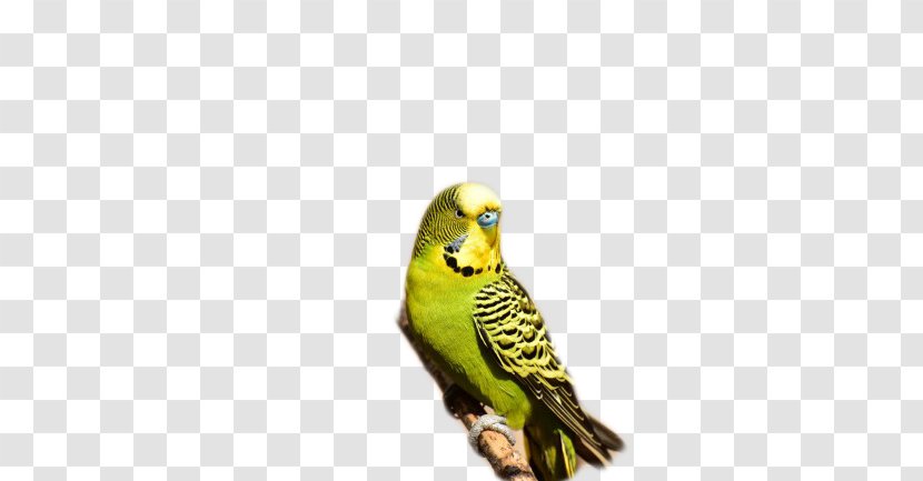 Budgerigar Australia Parrot Bird Parakeet - Lory Transparent PNG