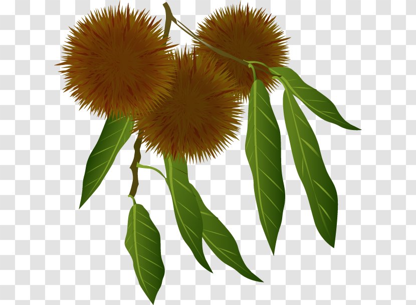 Castanea Crenata Autumn Season - Poster Transparent PNG