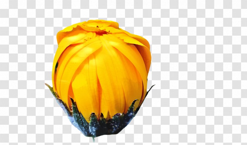 Marigold Flower - Wildflower Sunflower Transparent PNG