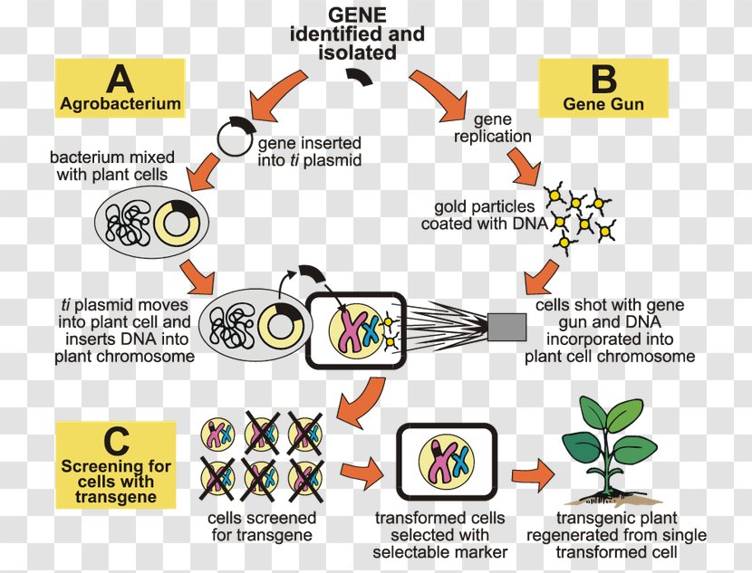Agrobacterium Tumefaciens Genetic Engineering Genetically Modified Organism Food Crops Transparent PNG