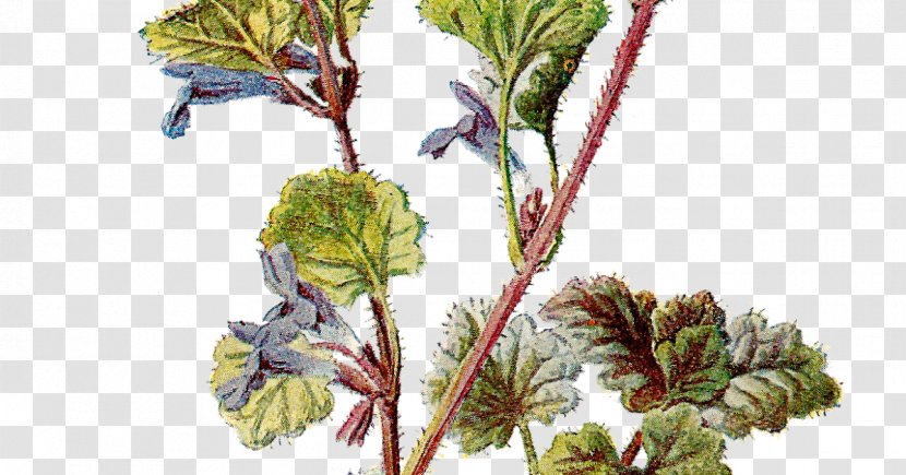 Botany Flower Vintage Clothing Clip Art - Twig - Botanical Flowers Transparent PNG