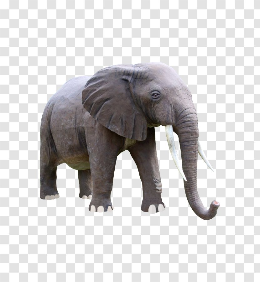 Elephant Background - Tusk - Snout Wildlife Transparent PNG