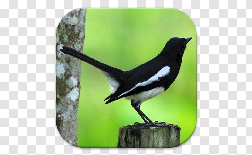 Bird White-rumped Shama Magpie-robins Oriental Magpie-robin Chestnut-capped Thrush - Heart Transparent PNG