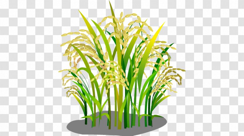 Oryza Sativa Rice Google Images Download - Grass Transparent PNG