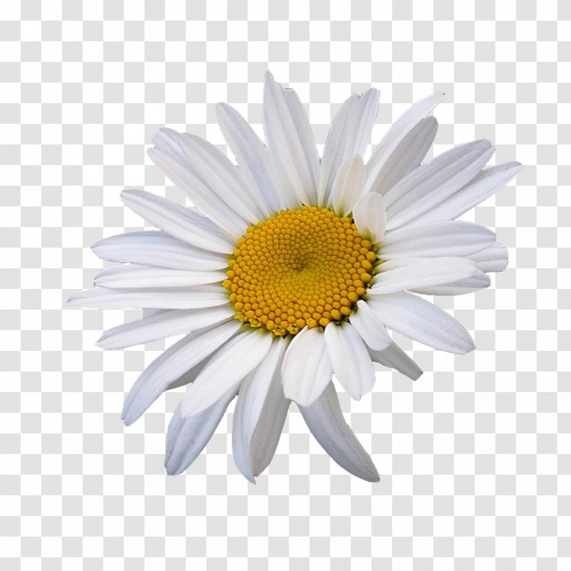 Oxeye Daisy Common Flower Chamomile Clip Art - Stock Photography Transparent PNG
