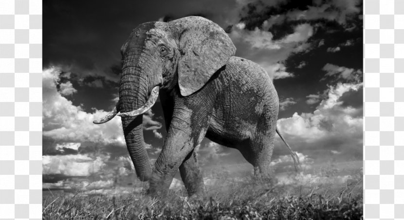 Art Museum Photography Black And White Maddox Gallery - Elephant - Photographer Transparent PNG