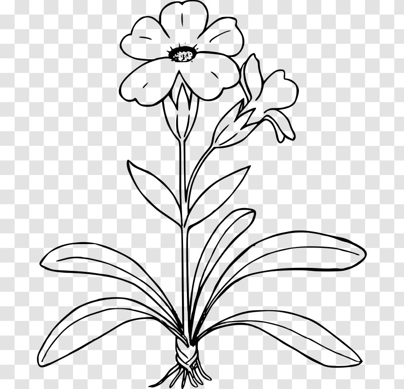 Drawing Primrose Clip Art - Flowering Plant Transparent PNG