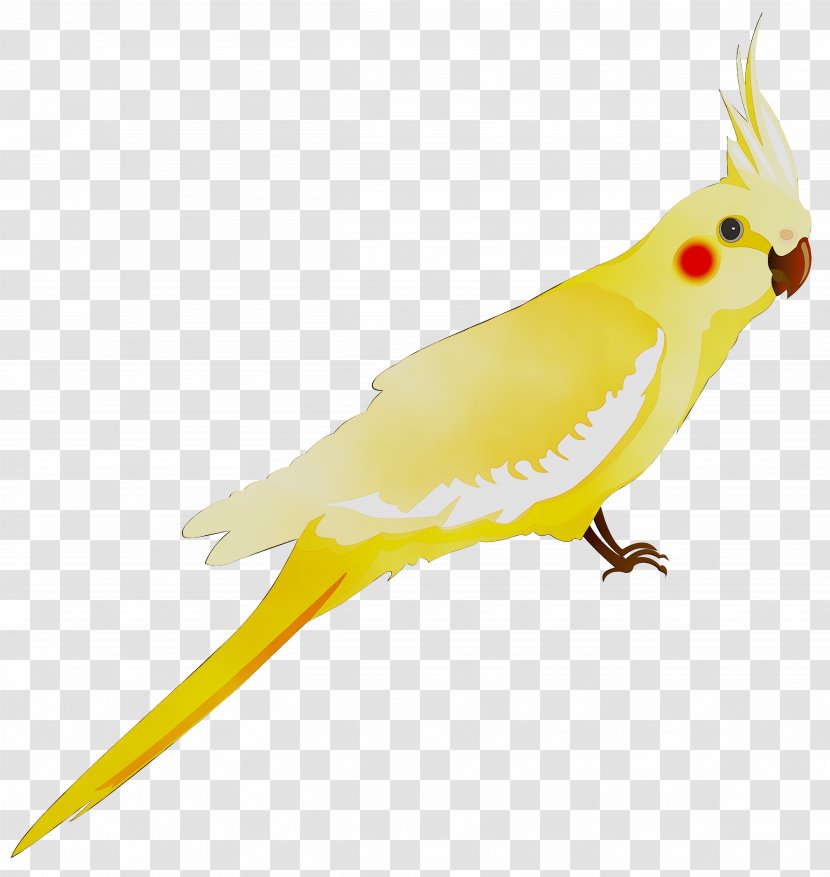 Cockatiel Parakeet Feather Cockatoo Beak - Wing - Vertebrate Transparent PNG