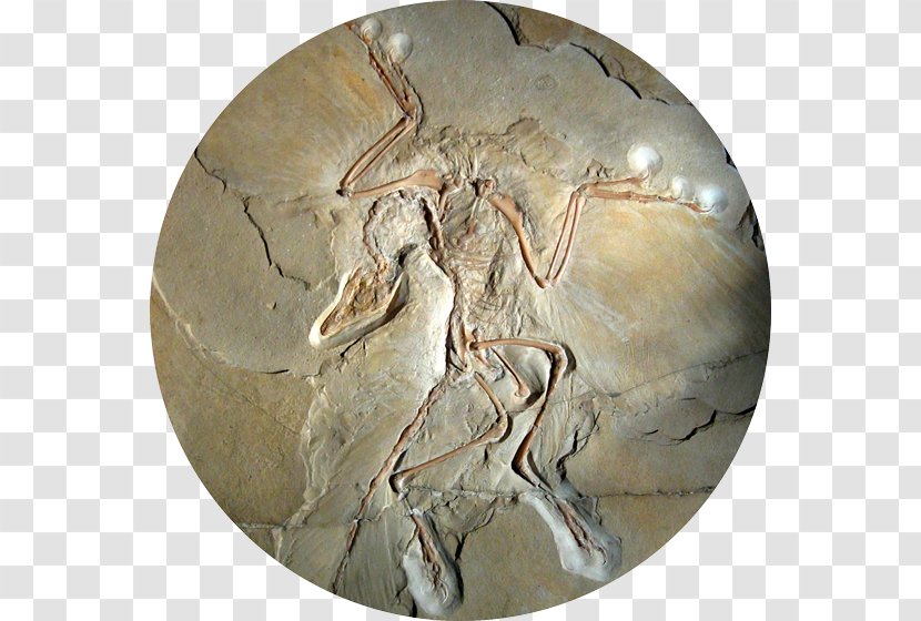 Archaeopteryx Museum Für Naturkunde Origin Of Birds Sinornithosaurus - Feathered Dinosaur - Bird Transparent PNG