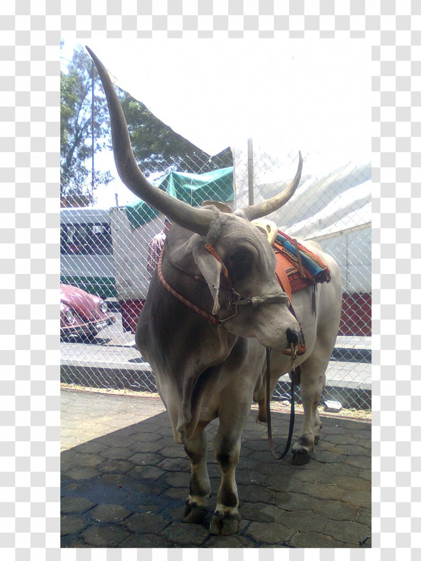 Bull Cattle Ox Jeffrey Horn Transparent PNG