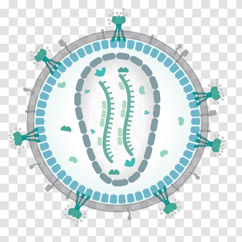 HIV AIDS Human T-lymphotropic Virus Viral Replication - Tlymphotropic - Longevity Transparent PNG