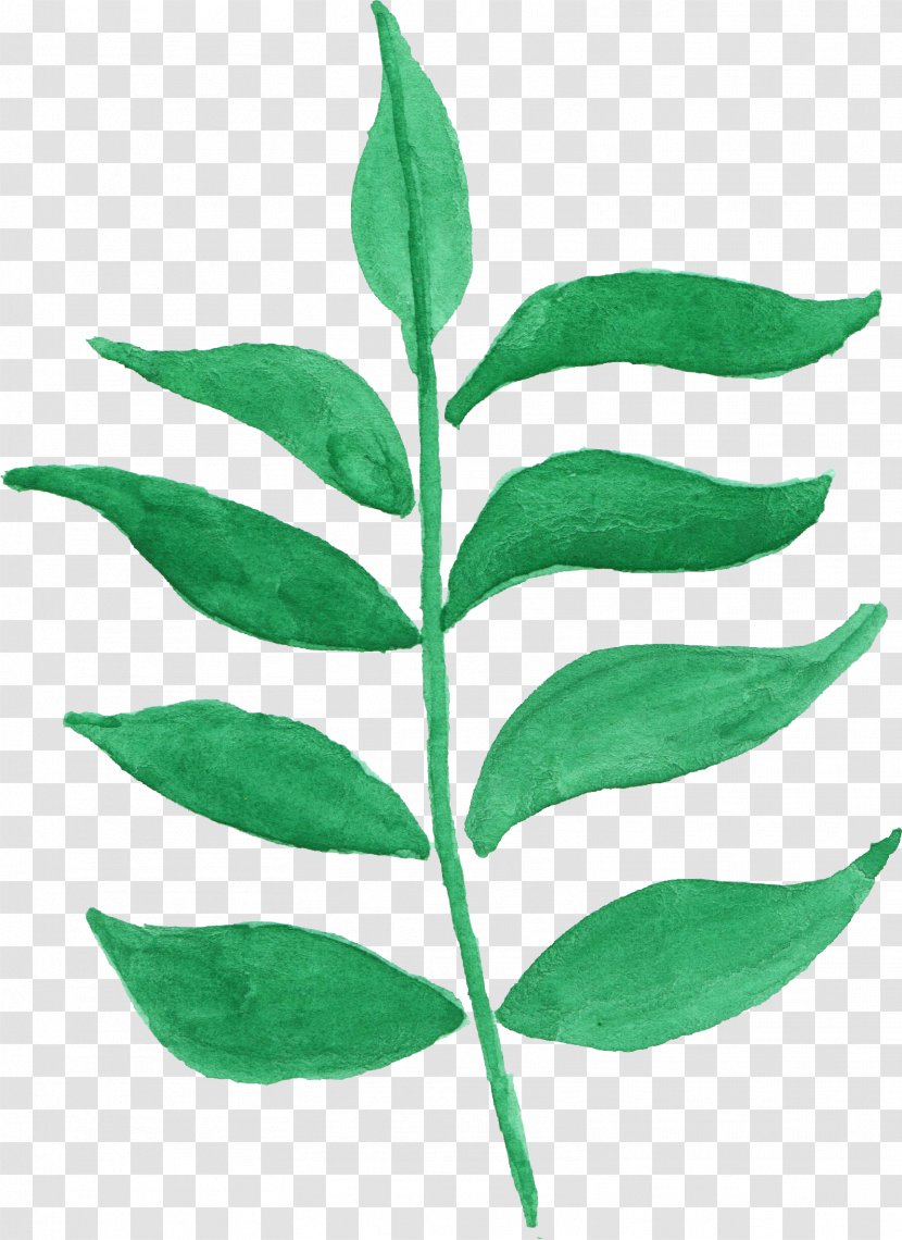 Leaf Plant Stem Watercolor Painting - Leaves Transparent PNG
