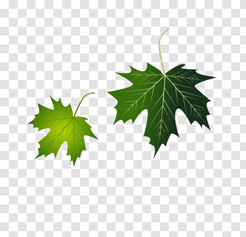 Grape Leaves Leaf - Ivy - Vector Transparent PNG