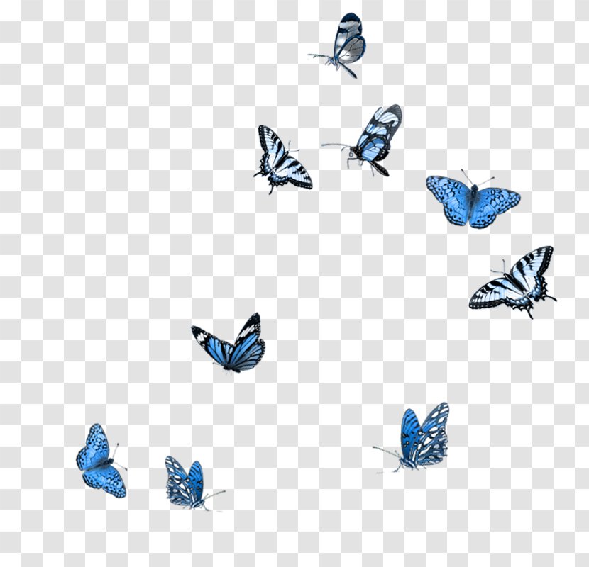 Butterfly Photography Clip Art Transparent PNG