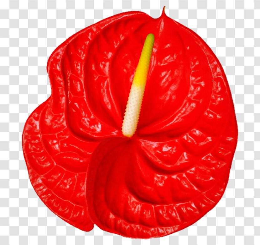 Laceleaf Flower Fruit - Red Transparent PNG