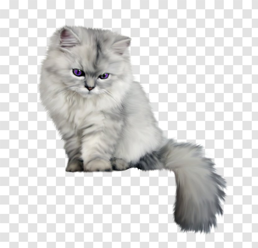 Persian Cat Birman Kitten Felidae Black - Small To Medium Sized Cats - Floral Illustration Creative Design Transparent PNG