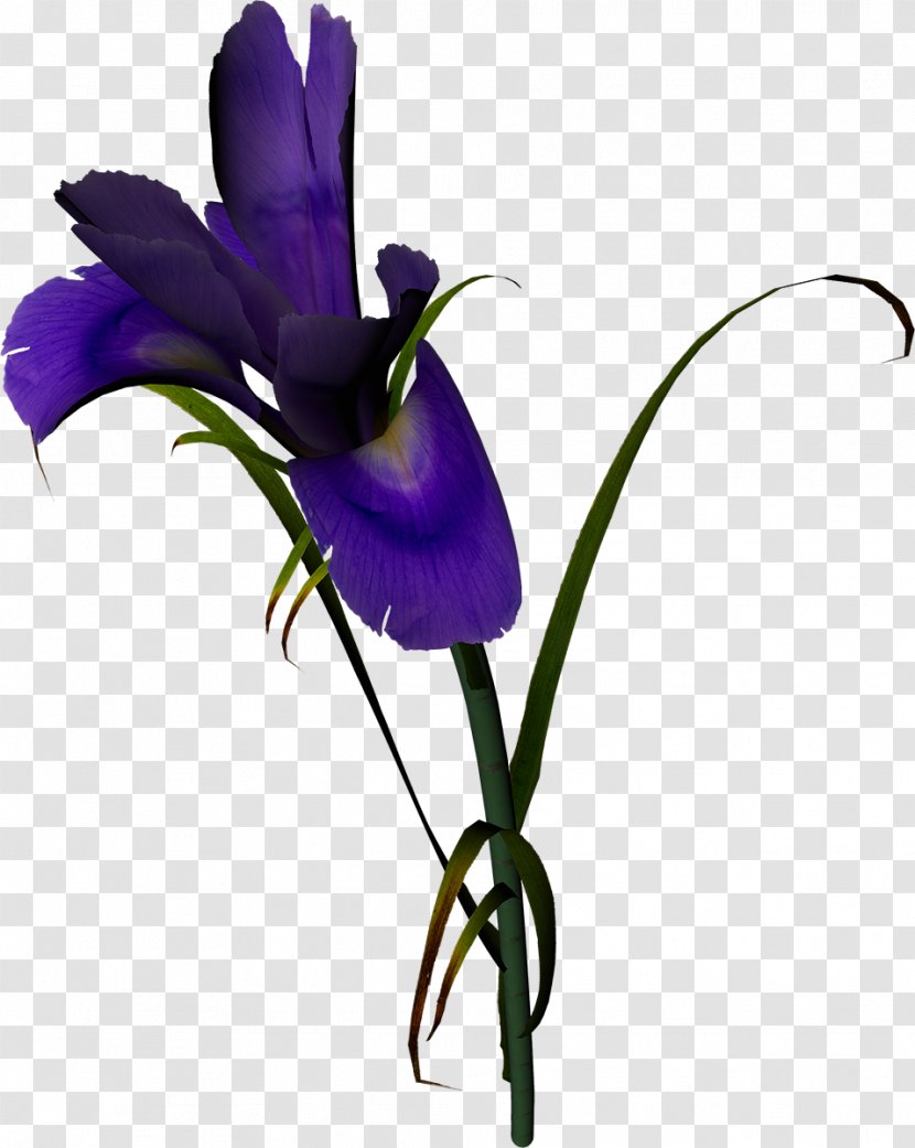 Flower Violet Purple Lilium Garden Roses - Family - Lilac Transparent PNG