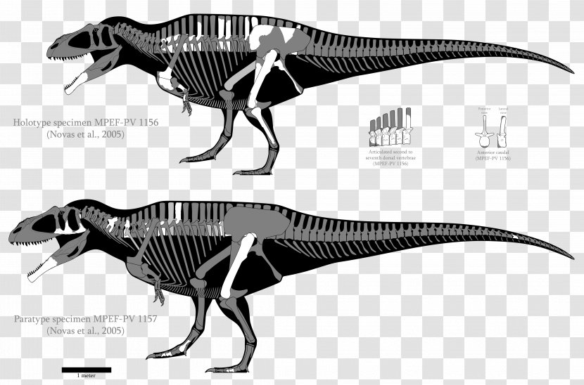 Tyrannosaurus Carcharodontosaurus Acrocanthosaurus Tyrannotitan Giganotosaurus - Dinosaur - Skeleton Transparent PNG
