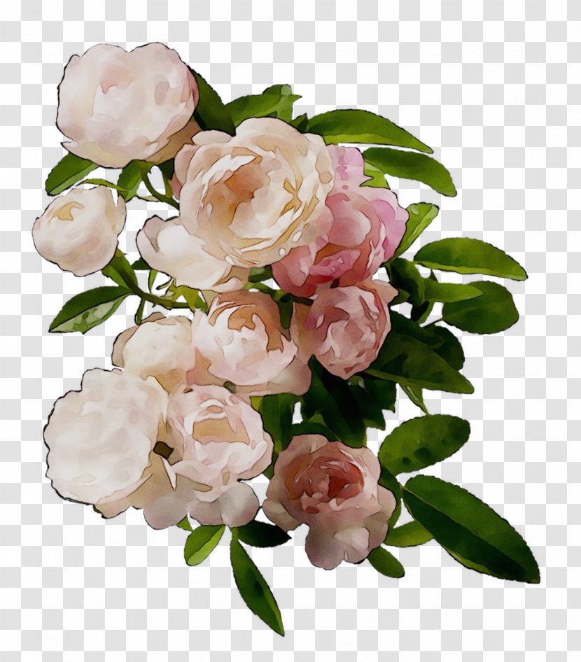 Garden Roses Floral Design Cabbage Rose Floribunda Flower - Watercolor Transparent PNG