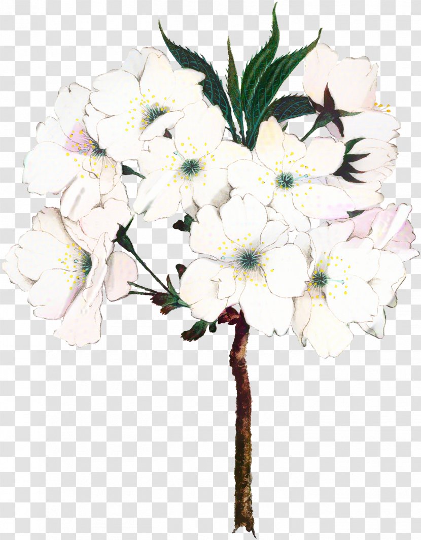 Cherry Blossom Tree Drawing - Cerasus - Geranium Magnolia Family Transparent PNG