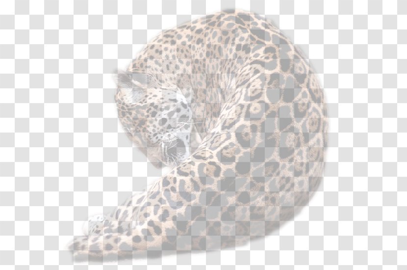 Bengal Cat Northern California Cattery Organism Location Transparent PNG