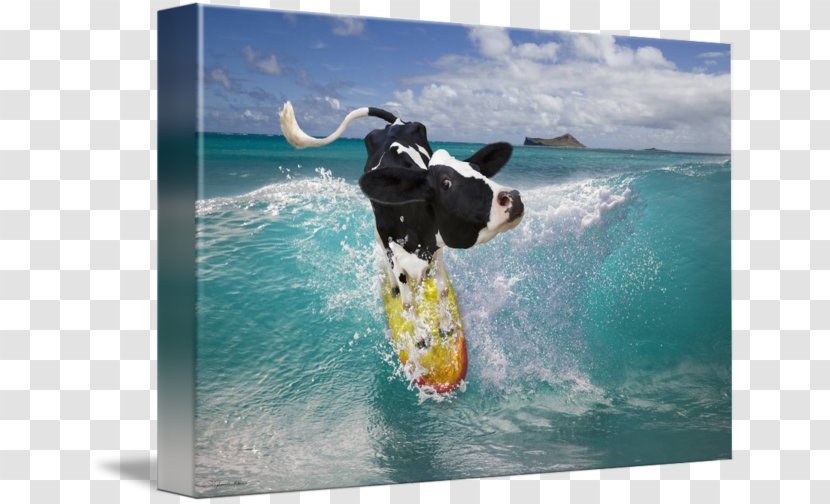 Holstein Friesian Cattle Cowaramup Bombora Surfing Hawaii Wind Wave - Leisure Transparent PNG
