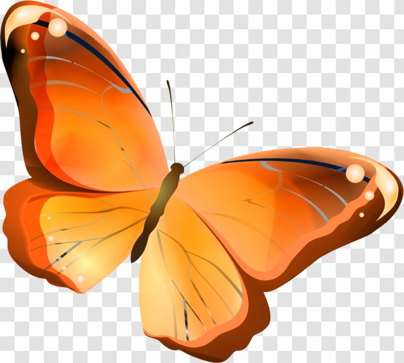 Butterfly Orange Insect Drawing - Monarch - Butterflies Transparent PNG