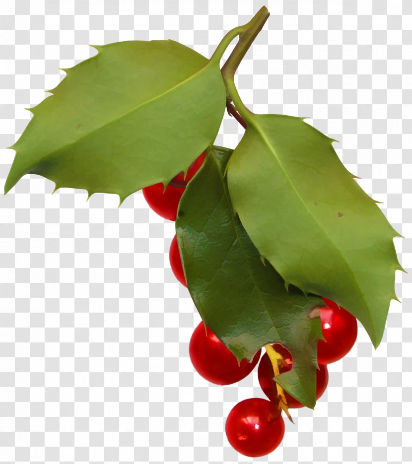 Holly Aquifoliales Leaf Plant - Aquifoliaceae - HOLLY Transparent PNG