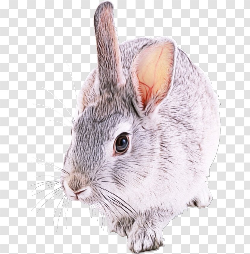 Rabbit Mountain Cottontail Rabbits And Hares Chinchilla Snout - Whiskers Ear Transparent PNG