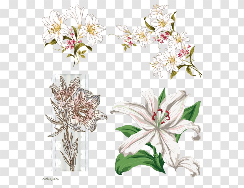 Easter Lily Background - Blume - Dendrobium Crinum Transparent PNG